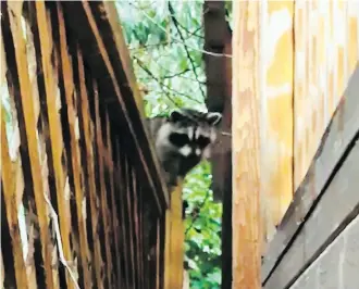  ??  ?? A member of the raccoon family living in Yaro Van Esch’s backyard in Calgary takes in the surroundin­gs.