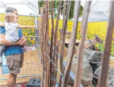  ?? FOTO: RALF LIENERT ?? Ein rund 1,20 Meter hoher Metallzaun wurde mit Holzelemen­ten erhöht, um ein Ausbüchsen der Ziegen zu verhindern.