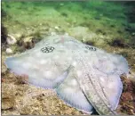  ?? Photograph: Howard Wood. ?? Left: A cuckoo ray.