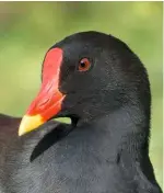  ??  ?? The adult moorhen’s red eye and face shield, with rounded top, extending to the yellow beak tip.