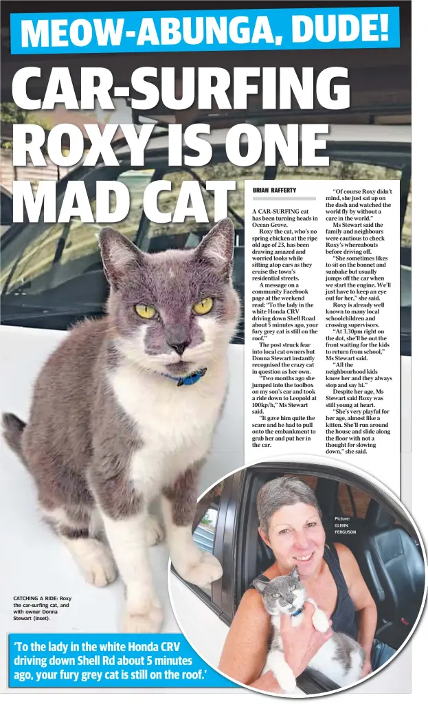  ?? Picture: GLENN FERGUSON ?? CATCHING A RIDE: Roxy the car-surfing cat, and with owner Donna Stewart (inset).