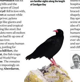  ??  ?? BELOW Black and scarlet choughs are familiar sights along the length of Cardigan Bay