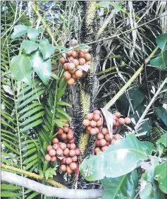  ??  ?? Pruning salak palms is necessary to reduce the number of thorns.