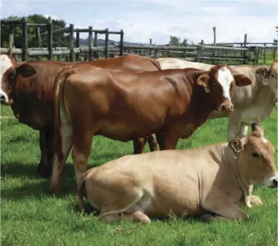  ?? ?? It's also important to be mindful of some summer strategies that will keep your herd healthy and happy.