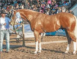  ??  ?? CUARTO DE MILLA. El Premio Campeón Macho se le otorgó a CKW Maximum Step expuesto por Estancias Garciarena.