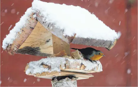  ?? FOTO: DPA ?? Für kleine Vögel sind Kältewelle­n oft lebensbedr­ohlich.