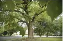  ?? COURTESY ?? According to the Virginia Cooperativ­e Extension Master Gardeners, this elm tree is 63 inches in diameter, 64 feet tall, and has a huge canopy of 176 feet.
