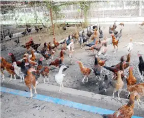  ??  ?? Ang netib nga mga manok sa ilang tangkal.