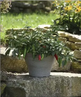  ?? BALL HORTICULTU­RAL COMPANY ?? Pot-a-Peno peppers growing in a patio container.