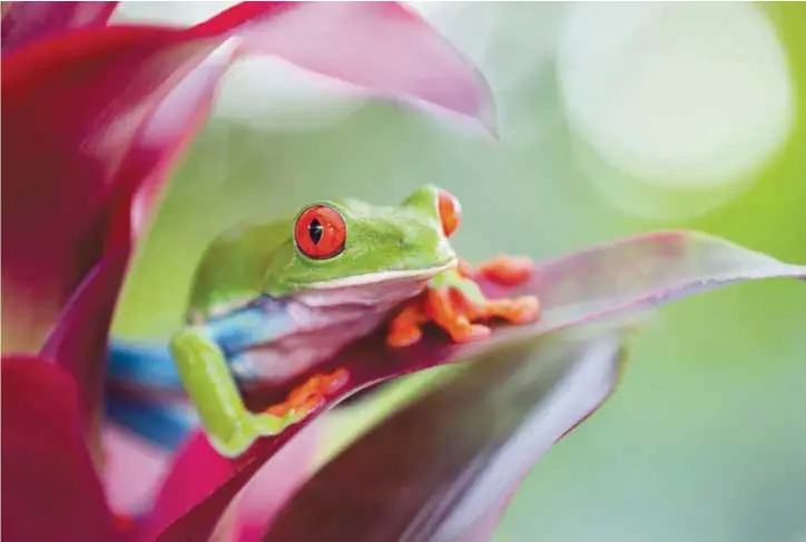  ?? |DREAMSTIME ?? La rana verde de ojos rojos, conocida en Costa Rica como rana calzonuda, es uno de los anfibios que se ha convertido en símbolo de la fauna local.