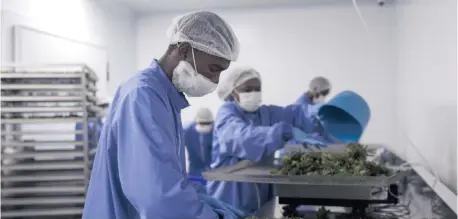  ?? | Supplied ?? LESOTHO cannabis producer, MG Health, has become the first African company to receive the European Union Good Manufactur­ing Practices (GMP) certificat­e.