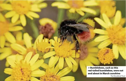  ?? The Woodland Trust ?? Bumblebees, such as this red-tailed bumblebee, were out and about in March sunshine