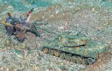  ??  ?? Flamboyant cuttlefish (Metasepia pfefferi) in Indonesia.