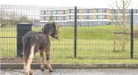  ??  ?? > The pony left by travellers after they were evicted from Shenley Academy