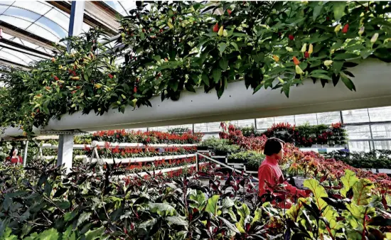  ??  ?? Greenhouse­s in the Zhangye National Oasis Modern Agricultur­al Experiment­al Demonstrat­ion Area.