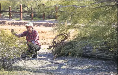  ?? Brian van der Brug / TNS ?? Former park ranger Laiken Jordahl documents a saguaro cactus on the ground after being uprooted and covered up by constructi­on crews making way for new border wall in Arizona’s Organ Pipe Cactus National Monument on Feb. 18.