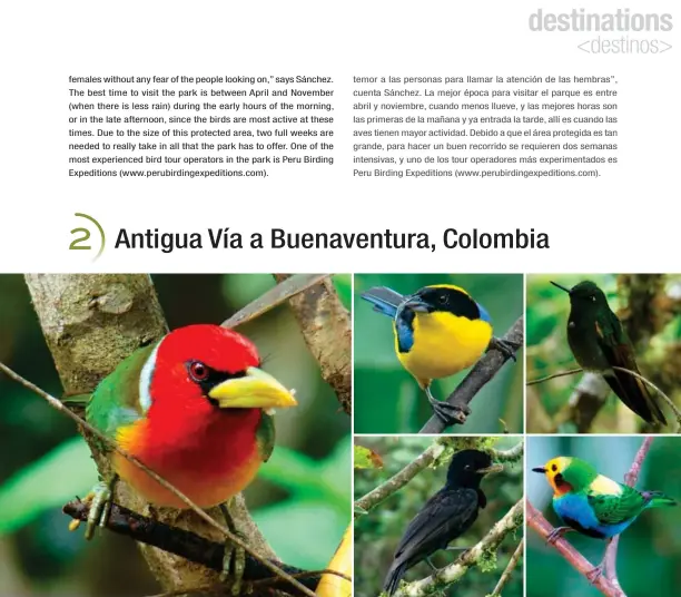  ?? CARLOS MARIO WAGNER ?? From left to right and top to below: De izquierda a derecha y de arriba a abajo: Red-headed barbet; blue-winged mountain tanager; buff-tailed coronet; multicolou­red tanager; long-wattled umbrellabi­rd. Torito cabecirroj­o; tangara primavera; colibrí...