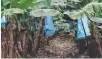  ??  ?? Destructio­n begins of 10 plants positive for TR4 and 200 surroundin­g plants on two blocks totalling 10ha.
BQ announces 16,000 banana plants on the 10ha block will be destroyed. Almost 70 BQ staff are working on the response and are to be joined by a...