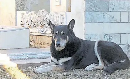  ??  ?? Junto a él. “Capitán” llegó al cementerio un año después de la muerte de Miguel Guzmán, su dueño.