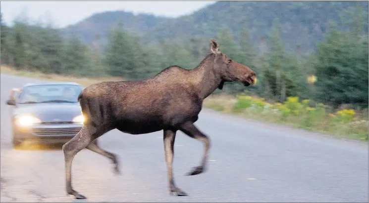  ?? — THE CANADIAN PRESS FILES ?? If you hit a large animal, such as a moose, it can slide up the hood and smash through the windshield causing serious injury.