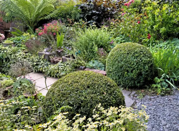  ??  ?? FOLIAGE CONTRASTS (clockwise from top left) Box balls and tanacetum daisies, with rosemary and tree fern; Glenna’s pink rose ‘American Pilllar’ has moved many times; the barrel pond contains a stand of Phragmites communis, beside marsh marigolds and...