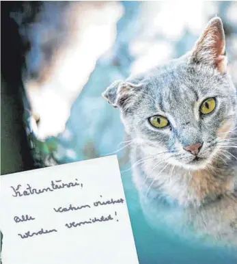  ?? FOTO: PIXABAY/TIERSCHUTZ­VEREIN / MONTAGE: KLEINAU ?? Handschrif­tliche Aggression: „Alle Katzenviec­her werden vernichtet!“droht ein anonymer Schreiber mit einem selbstgesc­hriebenen Zettel an.