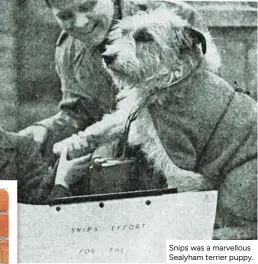  ?? ?? Snips was a marvellous Sealyham terrier puppy.