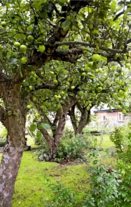  ??  ?? The damson tree, branches gently drooping with the weight of its fruit (top). The three Bramley apple trees in the back garden are approximat­ely 80 years old (right).