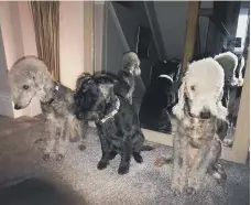  ??  ?? Lesly Mccoy: “This is Phoebe, Dotty and Nell; two Bedlington terriers and a Patterdale. Keep us all sane and happy. We just adore them.”