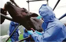  ?? AP ?? Workers of the Society for Animal Refugee and Environmen­t post Nuclear Disaster draw blood from a cow at a farm in Namie, 12km north of Fukushima Daiichi nuclear power plant.