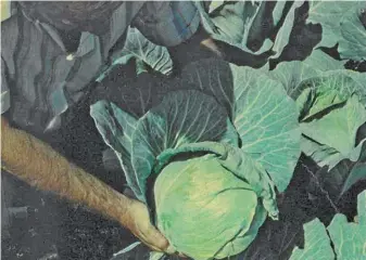  ?? FW ARCHIVE ?? Superboy cabbage, a brand-new American hybrid, now on trial in South Africa.