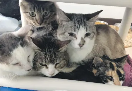  ?? SUBMITTED ?? Five of 56 cats were found living in crowded, smelly conditions in a Greater Victoria home. Investigat­ors say some of the cats were coated in urine and feces and some suffered from upper respirator­y infections, eye infections and dental disease.
