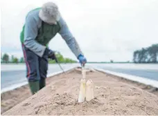  ?? FOTO: DPA ?? Vom Feld auf den Teller: Das weiße Gemüse ist für viele Feinschmec­ker ein Highlight.