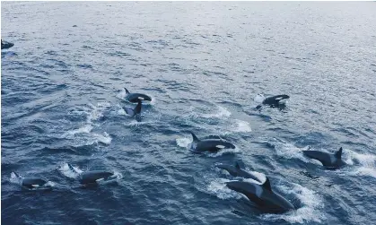 Concern for killer whales trapped in drift ice off the coast of ...