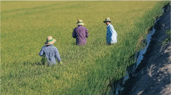  ?? EP ?? Un grupo de jornaleros durante su labor, escardar arroz, en un arrozal en Isla Mayor, en una imagen de 2022