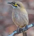  ??  ?? Yellow-faced honeyeater­s are on the move.