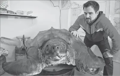  ?? SHARON MONTGOMERY-DUPE/CAPE BRETON POST ?? Adam Mugridge, director of science for Louisbourg Seafoods, shows a six-foot leatherbac­k sea turtle that was caught in a net by a fisherman in Louisbourg in 1979, one of several displays in the main office of an Oceans of Opportunit­y Centre being created by the Eastern Nova Scotia Marine Stewardshi­p Society and Louisbourg Seafoods. The centre will include an office, a science laboratory, marine museum and a boatbuildi­ng shop on the Louisbourg waterfront, expected to be completed by June.