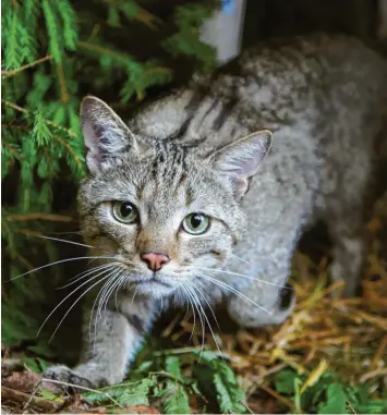  ?? Foto: Fredrik von Erichsen, dpa ?? Die Wildkatze streunt wieder durch Bayerns Wälder. Sie ist vor allem im Norden verbreitet.