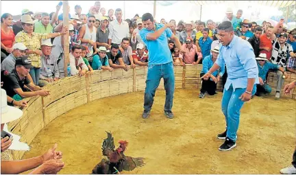  ?? PATRICIA OLEAS / EXPRESO ?? Tradición. Los criterios culturales prevalecie­ron sobre las reivindica­ciones de los animalista­s. Las peleas de gallos no serán penalizada­s en el país.