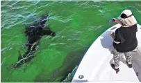  ?? CHARLES KRUPA/ASSOCIATED PRESS ?? Mindi Moran of Portland, Maine, watches a great white shark swims past while on shark watch with Dragonfly Sportfishi­ng charters off the Massachuse­tts’ coast of Cape Cod last month.