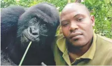  ??  ?? An anti-poaching ranger poses with a gorilla in the Congo.