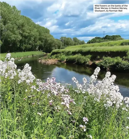  ?? ?? Wild flowers on the banks of the River Mersey in Heaton Mersey, Stockport, by Norman Wall