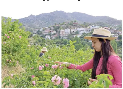  ?? Picture: AFP ?? PRECIOUS HARVEST. Elena Tsolakis harvests Damask roses for oil extraction in the small Cypriot village of Agros in the Troodos mountains.