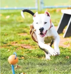  ??  ?? Three year old pit bull Benny shows off his skills. Lehigh County Humane Society has a new dog trainer to work with the shelter pups.