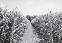  ??  ?? Debido a las condicione­s adversas por las altas temperatur­as vividas en La Laguna, se reportaron pérdidas de hasta un 30 por ciento en el cultivo de maíz forrajero