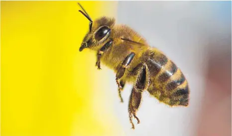  ?? FOTO: DPA ?? Mit am meisten gefährdet: die Wildbiene.