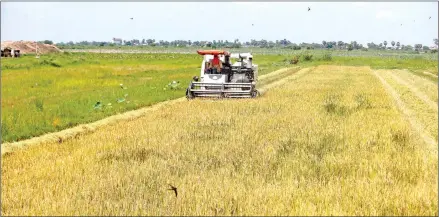  ?? HENG CHIVOAN ?? Farmers collect dry season rice in Kean Svay district in Kandal province.