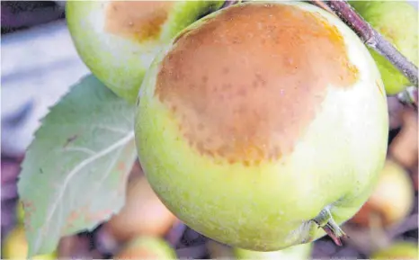  ?? FOTO: DPA/ROLF HAID ?? Braune Flecken – so sieht ein Sonnenbran­d bei Äpfeln aus. Auch ein großer Teil der Äpfel in der Region ist davon betroffen.