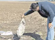  ?? ?? Sedat Gündoğdu holds a plastic bag left in a field, Adana, southern Türkiye, Nov. 22, 2022.