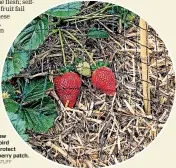 ?? SALLY TAGG/STUFF ?? Use pea straw mulch and bird netting to protect your strawberry patch.